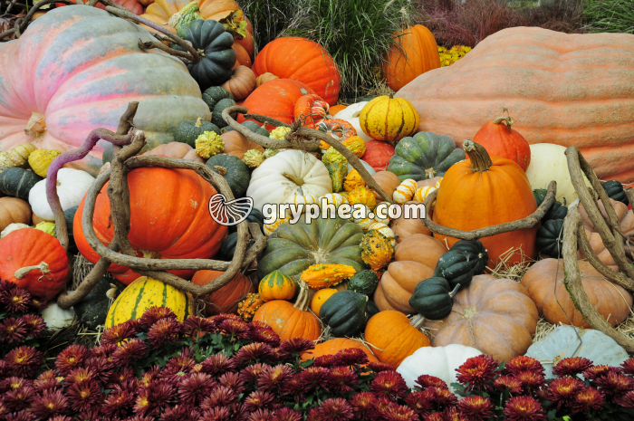 Diversité allélique des Cucurbitacées - gryphea.com